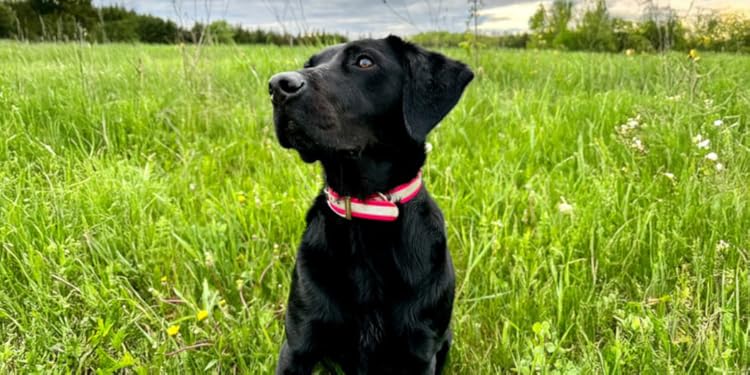 Gear Up Your Hunting Partner