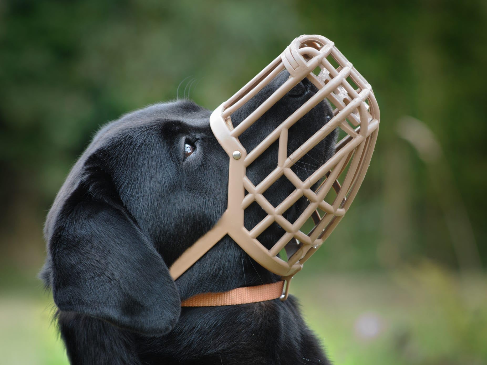OmniPet Leather Brothers Italian Basket Dog Muzzle, Adjustable Secure Fit, Comfortable Design, Training and Safety, Averts Biting, Prevents Chewing and Scavenging, Perfect for Grooming - Tan, Size 6 - Image 4